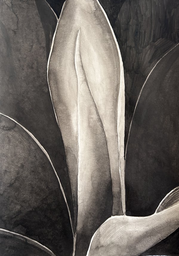 Monochrome painting of agave leaves, study one