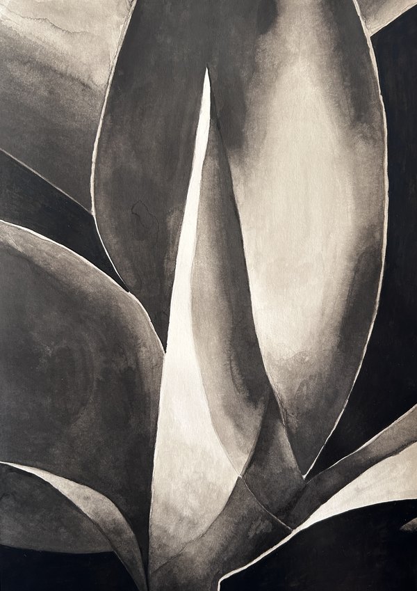 Monochrome painting of agave leaves, study three